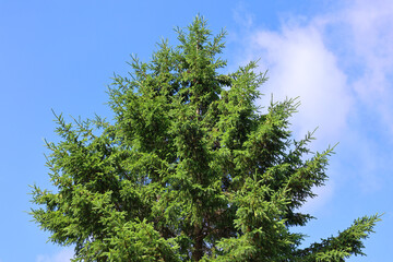 The black spruce, is a North American species of spruce tree in the pine family. It is widespread across Canada, found in all 10 provinces and all 3 Arctic territories.