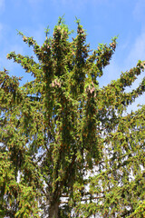 The black spruce, is a North American species of spruce tree in the pine family. It is widespread across Canada, found in all 10 provinces and all 3 Arctic territories.
