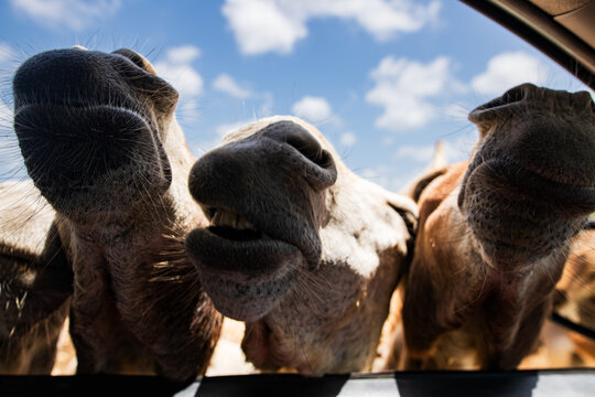 A group of mules poking their heads into a car window with cloudy blue skies behind