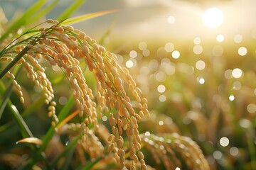 Fototapeta premium Close-up photo of ripe yellow rice, just before harvest, in a rice field bathed in autumn sunlight