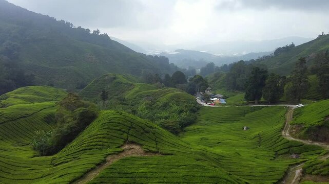 Aerial view in green tea plantation valley in Malaysia, beautiful Cameron highlands landscape, tourism and agriculture concept.
