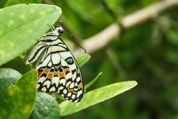 Papilio Demoleus or lime butterfly, beautiful butterfly perched on a lime tree