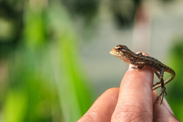 Baby garden Chameleon or calotes versicolor, cute little animals