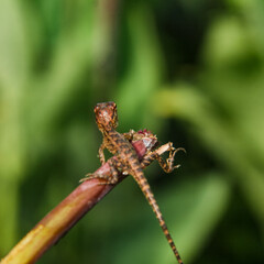 Baby garden Chameleon or calotes versicolor, cute little animals