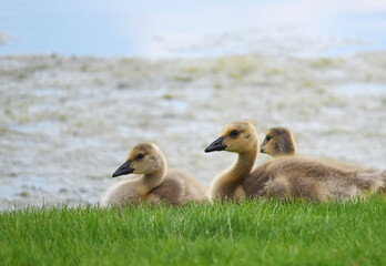 Three Goslings on the Grass