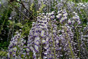 Obraz premium View of a flowering wisteria bush in the arboretum park 