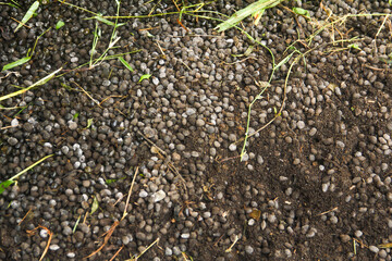 Goat Manure which can be used as organic fertilizer for plants