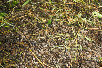 Goat Manure which can be used as organic fertilizer for plants