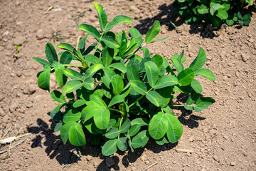 菜園で育てる落花生の葉っぱ