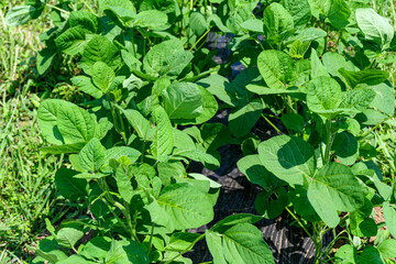 菜園で育てる枝豆の葉っぱ