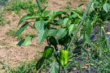 菜園で育てるナス科のパプリカ
