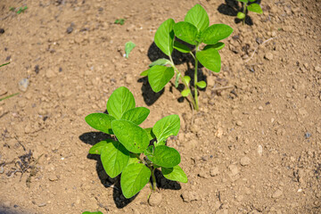 菜園で育てるゴマの葉っぱ