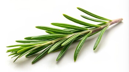 Fototapeta premium Rosemary leaf isolated on white background for culinary and herbal use, rosemary, herb, spice, cooking, ingredient, green