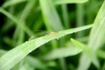 Leptocorisa Oratorius or stinging grasshopper on the leaves of young rice plants in rice fields
