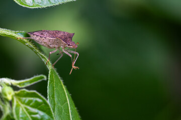 bug on a leaf
