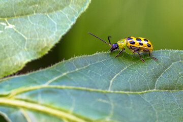 state potato beetle
