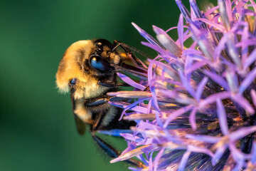 bee on a flower