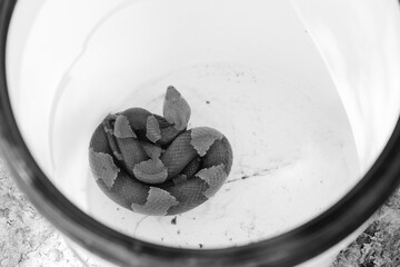 Venomous copperhead snake in bucket from top view in black and white.