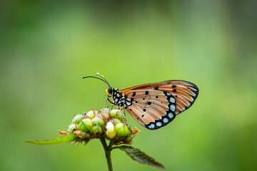 butterfly on a flower