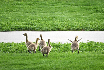 Goslings in the Grass