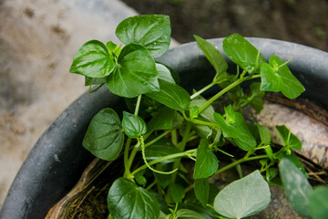 Peperomia Pellucida or Tumpang Air, a plant that contains water in its stems and leaves
