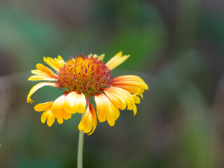 Close-up look of blooming garden flower, beautiful orange flowers