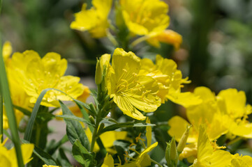 Oenothera macrocarpa is a perennial plant with yellow flowers