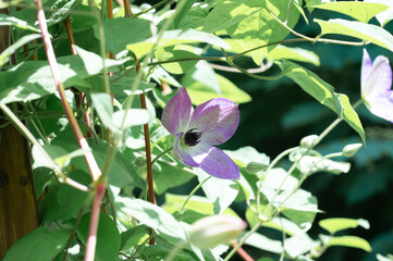 Close-up of a clematis flower in a summer garden