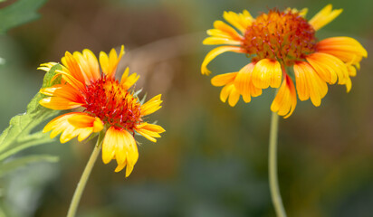 Close-up look of blooming garden flower, beautiful orange flowers