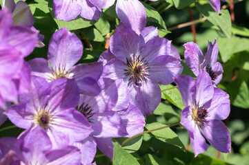 Obraz premium Close-up of a clematis flower in a summer garden