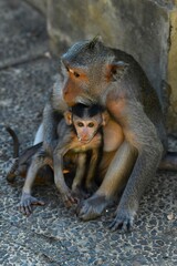 Crab-eating macaque (Macaca fascicularis, also known as the long-tailed macaque) - mother taking care of her young near Uluwatu Temple (south-western tip of the Bukit Peninsula, Bali, Indonesia)