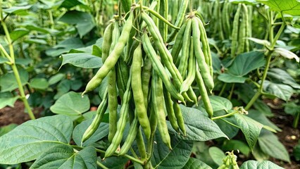 Obraz premium Cluster beans plant growing in a field of cyamopsis tetragonoloba, cluster beans, gawar phali, guar plant
