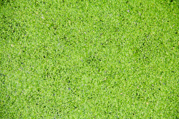 Background of duckweed or lemma minor plants that grow abundantly in rice fields