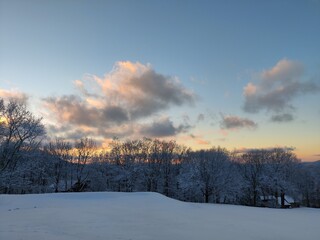 Snow Trees 6