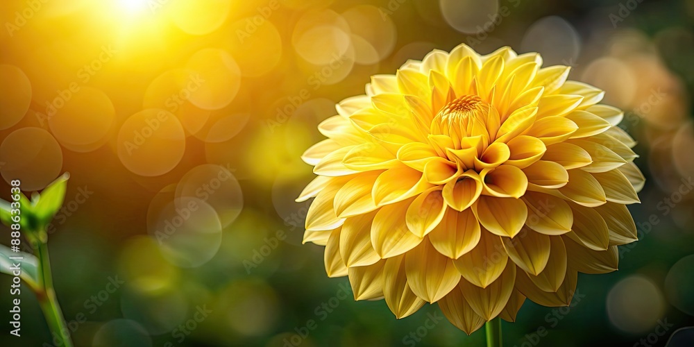 Wall mural Close-up of a yellow dahlia flower in sunlight against a dark bokeh background, yellow, dahlia, flower, sunlight, dark, bokeh