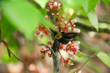 Scolia Dubia or scoliid bees that perch on the flowers of star fruit trees