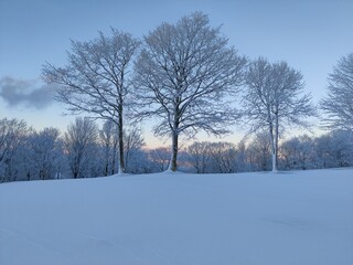 Snow Trees 1