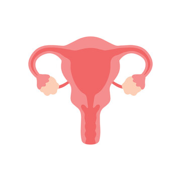 Flat uterus and ovaries woman reproduction system for human organ vector illustration