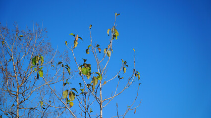 Teak tree with green leaves, blue sky background. Focus selected