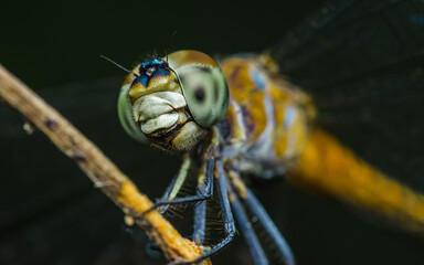 Dragonfly perched on a tree branch.