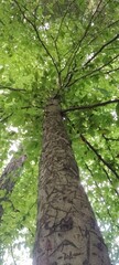 Fototapeta premium Tree 1