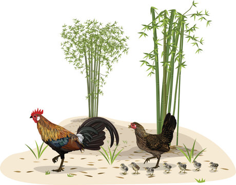 Family Chicken red junglefowl ( Gallus gallus ) white ear rooster hen and chick in bamboo forest  isolated on white background.