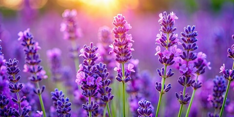 Obraz premium Close up view of vibrant lavender flowers in full bloom , lavender, flowers, blooming, beautiful, nature, purple, plant
