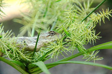 Garden Chameleon or calotes versicolor which is on a tree branch hunting for insects
