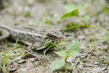 Garden Chameleon or calotes versicolor which is on a tree branch hunting for insects
