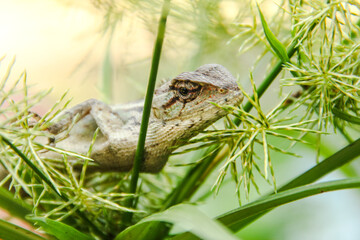 Garden Chameleon or calotes versicolor which is on a tree branch hunting for insects