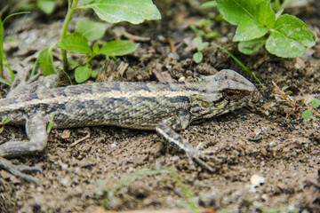 Garden Chameleon or calotes versicolor which is on a tree branch hunting for insects