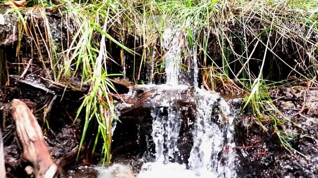 A Stream Of Fresh, Fresh River Water Flows From The Bushes