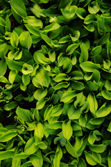 Minimalist green leaves of lilies of the valley, top view. Texture of the leaves.