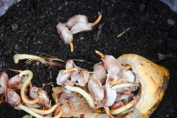 The seeds from the cacao plant have grown into sprouts and are ready to be transferred into polybags